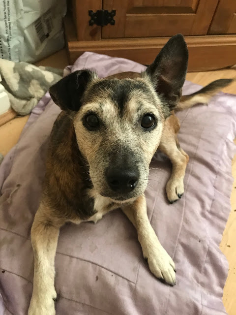 A brown jack russell dog with a grey muzzle lying on a lilac pillow. She is looking into the camera, alertly. One ear is up and one ear is down.