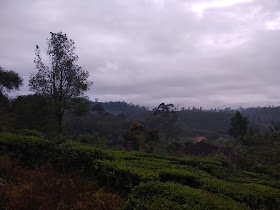 Valparai tea estates 