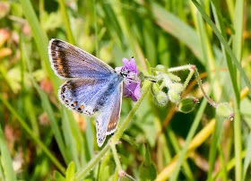 Common Blue Butterfly, Polyommatus icarus.  Lycaenidae.  West Wickham Common, 6 June 2014.