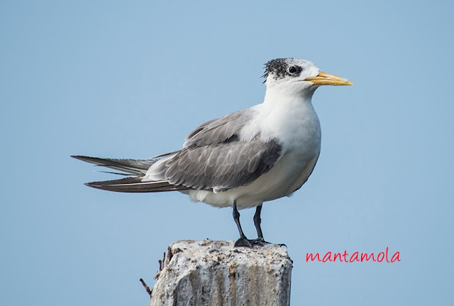 Greater Crested Tern (Thalasseus bergii)