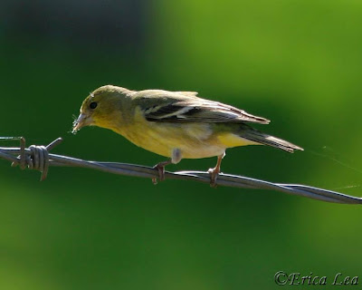 female american goldfinch