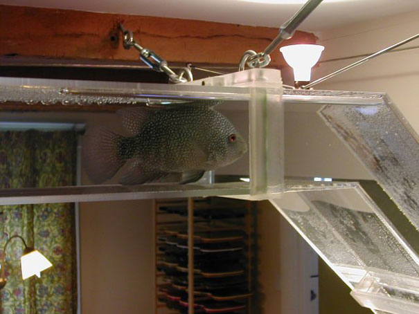 20 Akuarium Paling Unik dan Kreatif di Dunia : Pipeline Fish Tank 20 Akuarium Paling Unik dan Kreatif di Dunia : Pipeline Fish Tank