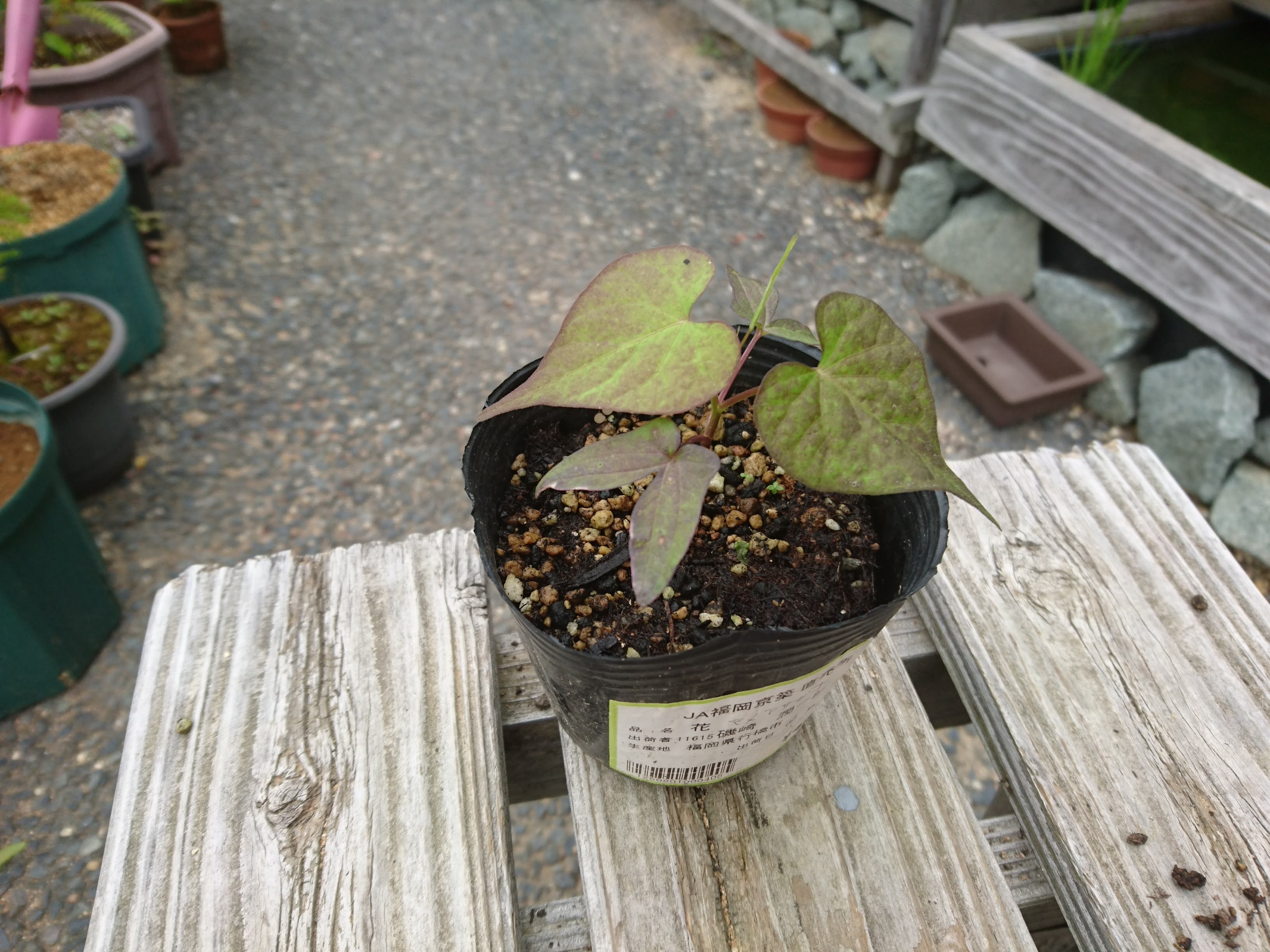 マメアサガオ 豆朝顔 の育て方 夏から秋に小さな白い花を楽しむ メダカの大工