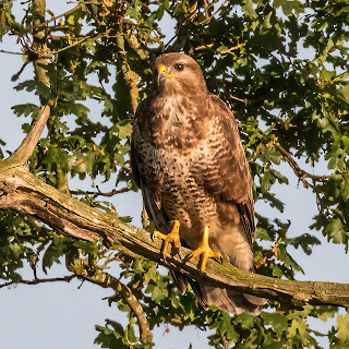 Buzzard DFBridgeman