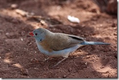 Blue-capped Cordonbleu