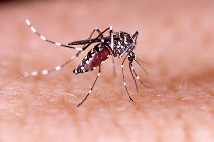 LAPORAN Identifikasi Jentik Nyamuk Aedes aegypti 