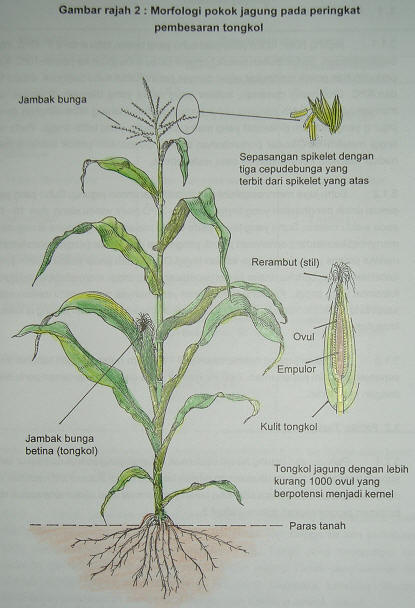 21+ Konsep Bagian Bunga Jagung