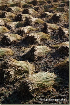 Cutting the paddy