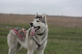 Husky siberiano - carácter y cuidados