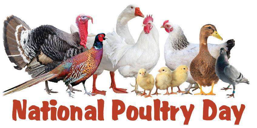 National Poultry Day Wishes Beautiful Image