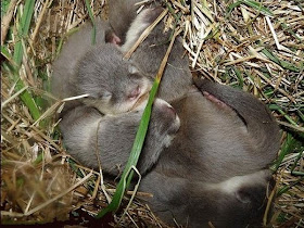newborn baby otters at Perth zoo, baby otters, 