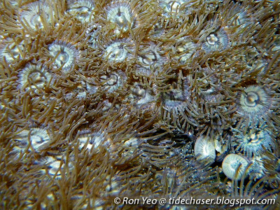 Zoanthids (Zoanthus sp.)