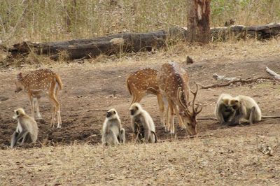 It was the lastly ii hours of the SpiceJet airlines offering of travelling to whatever sector inward In IndiaTravel; Karnataka Forest Reserves: Camping inward the Wild