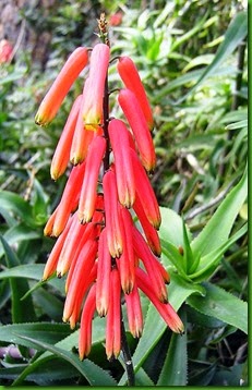 Aloe ciliaris