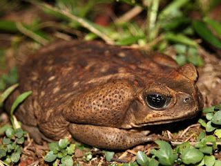 Otoritas Aussie Perluas Uji Coba Toxin cane Toad