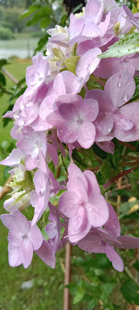 সুন্দর সুন্দর পিক দেখান ফুলের