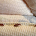 How to Inspect For Bed Bugs | Video Tutorial Step By Step