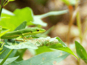 Takydromus smaragdinus, GIF
