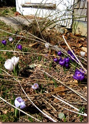 crocus2