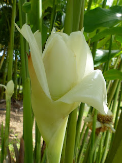 Rose de porcelaine blanche - Etlingera elatior