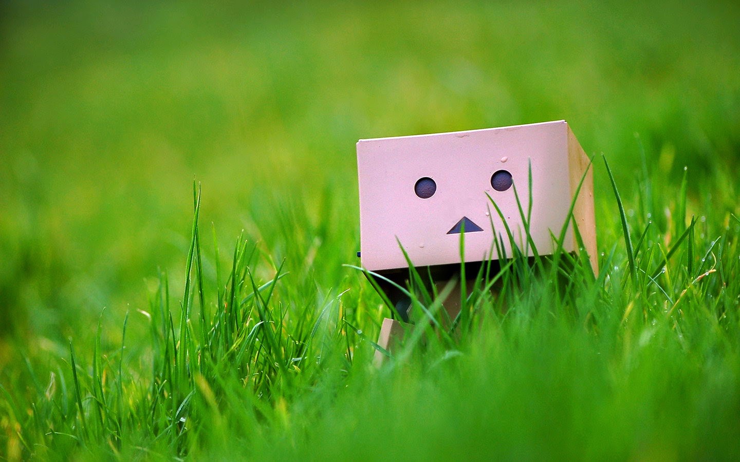 Wallpaper Atau DP BBM Danbo Cute Khusus Android 2015