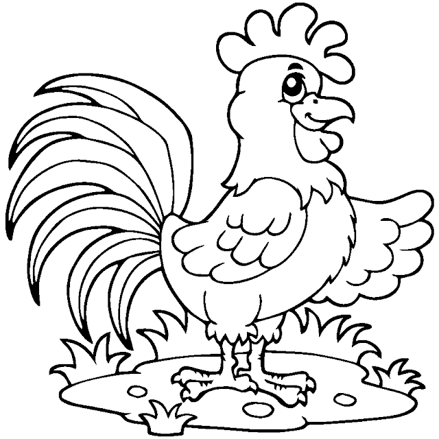 sketsa gambar ayam yang mudah