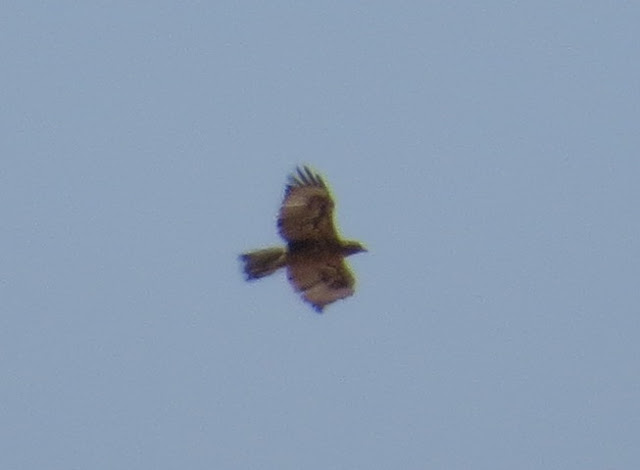 Gibraltar Buzzard - Spain