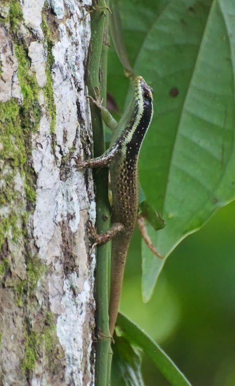 Striped Tree Skink (Apterygodon vittatum)