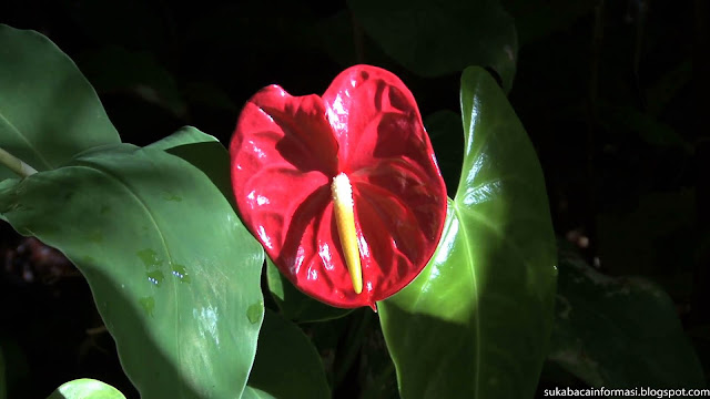 tanaman anthurium