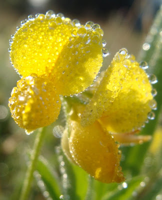 Dew on Bird's-foot trefoil