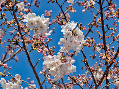 Sakura (Prunus × yedoensis.) flowers: Kencho-ji