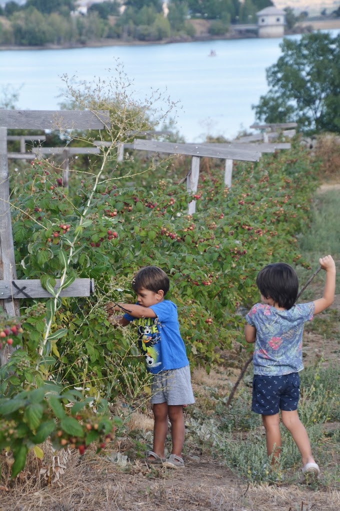 Recogiendo frutos rojos con Rural It en Lozoya