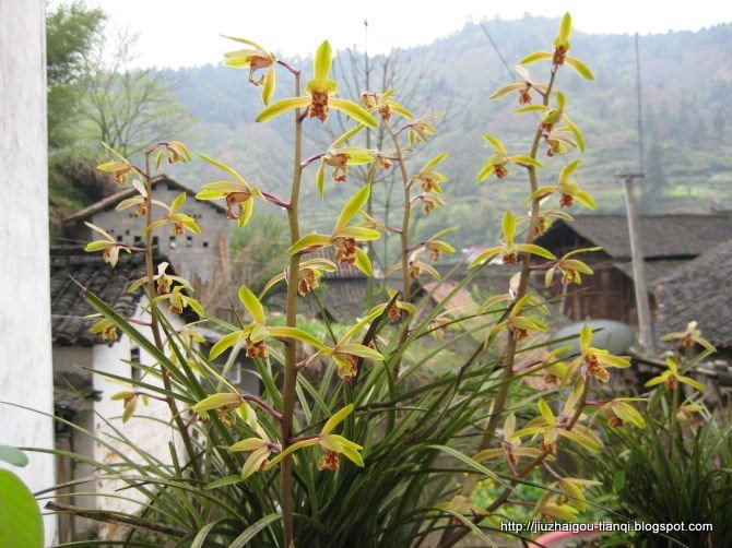 兰花 花:hua-09020112330254