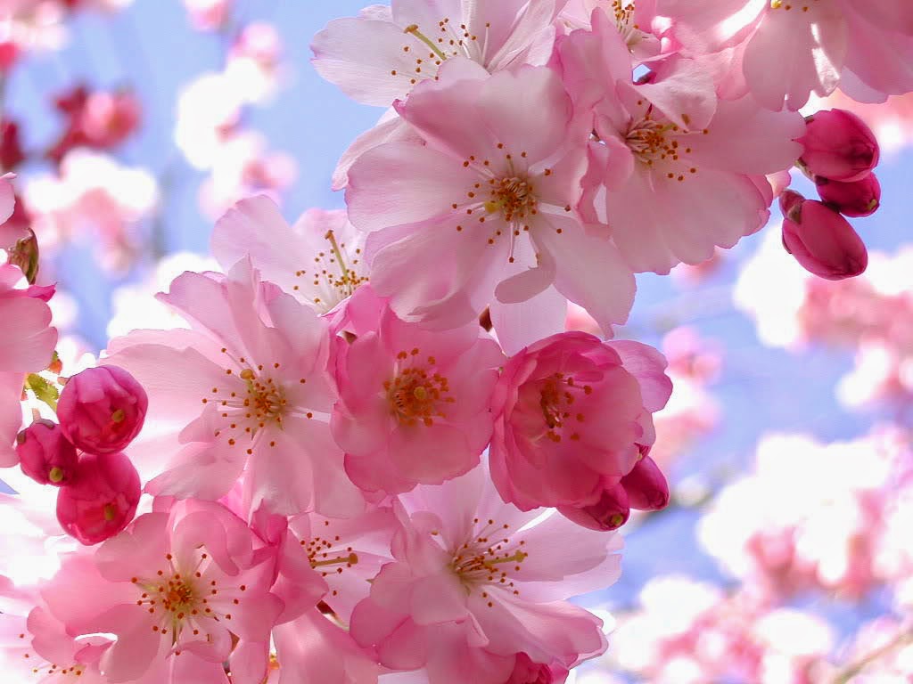 Kumpulan Gambar  Bunga  Sakura  Pilihan Sangat Cantik dan 