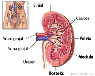 Ginjal adalah dua organ berbentuk kacang merah yang ditemukan di sisi kiri dan kanan tubuh Struktur Ginjal Manusia (Artikel Lengkap)