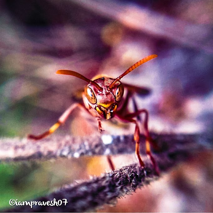 Macro  shot - Pravesh Pandey