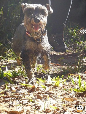 Dog´s Trekking 5 (162_1) (20)