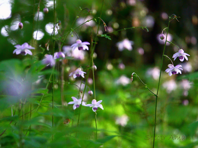 Anemonopsis macrophylla