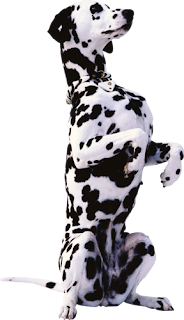 perros,cachorros,pets,mascotas,fondo transparente,png