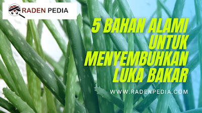 5 Bahan Alami Untuk Me5 Bahan Alami Untuk Menyembuhkan Luka Bakar - www.radenpedia.comnyembuhkan Luka Bakar