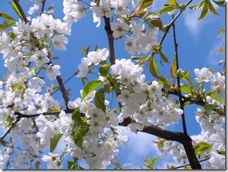 cherry-blossom-476583_640