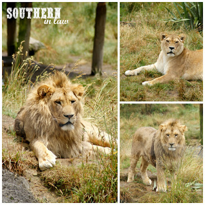 African Lion Feeding at Paradise Valley Springs Wildlife Park Rotorua New Zealand