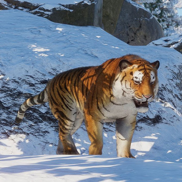 Siberian tiger