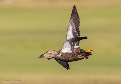 Cape Shoveller Duck Milnerton Lagoon / Woodbridge Island  Cape Town