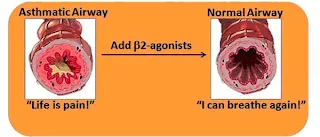 Tác dụng làm giãn phế quản của các hợp chất β-agonist.