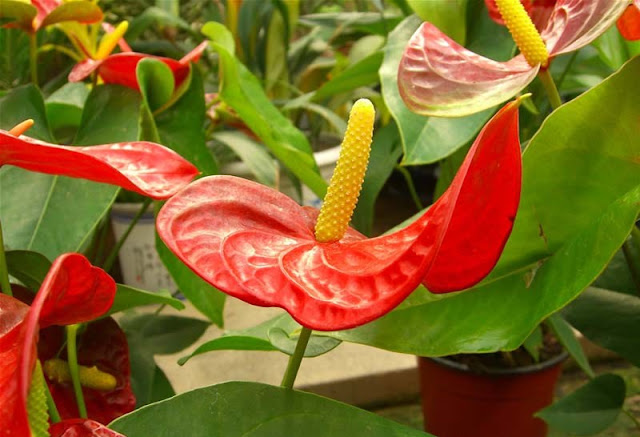 Flamingo Flowers Pictures