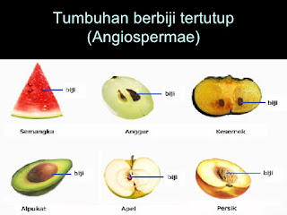  kembali untuk gosip lebih lanjut perihal angiosperma 15 Ciri-Ciri Angiospermae (Tumbuhan Biji Tertutup) Lengkap