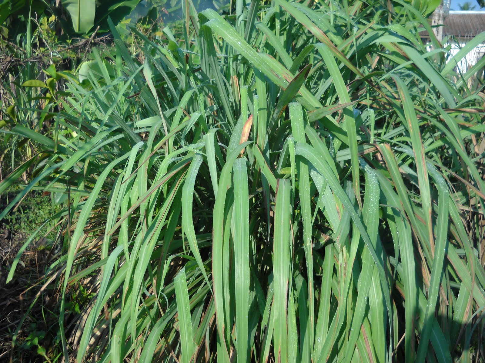 KENALI POKOK SAYANGI POKOK: SERAI WANGI