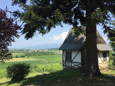 Stroppolatini, friulano, wine blog, winery visits, Friuli, Italy, Colli Orientali, Divine Wine