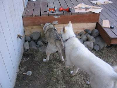 We want out, we want out!! Oskie on Left, Jasper on right